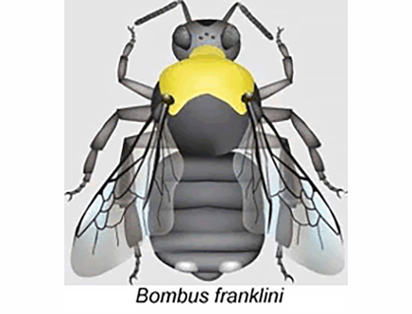 franklin bumblebee
