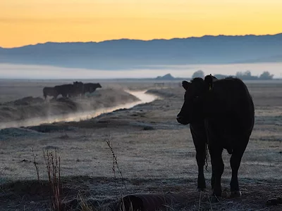 cattle water DWR