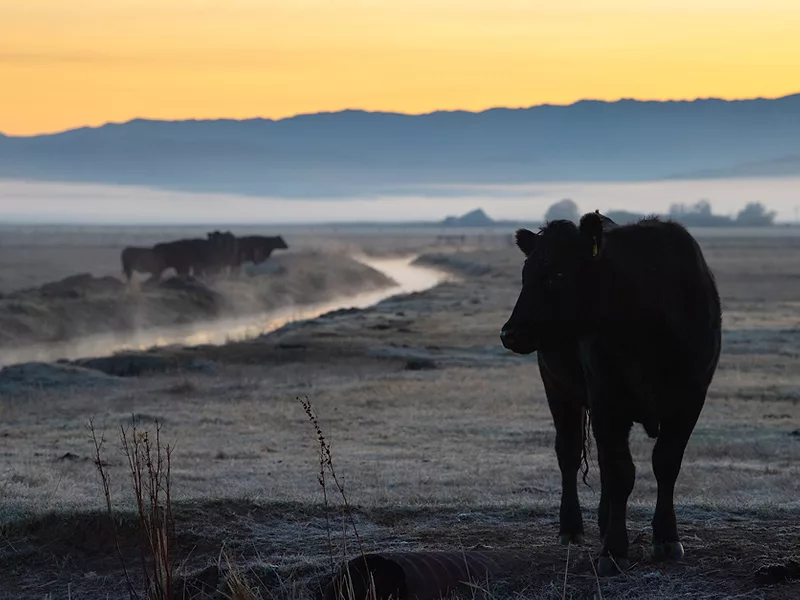 cattle water DWR