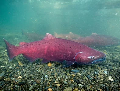 Chinook salmon