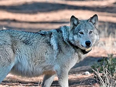 collared gray wolf CDFW