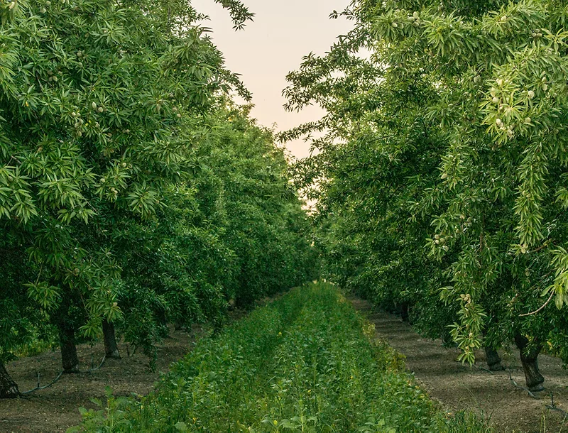 cover crops almonds