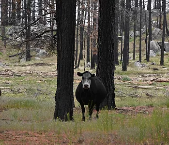 cow_wildfire.jpg