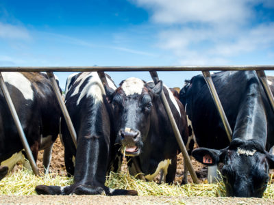Dairy cows feed on the Central Coast