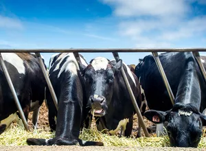 Dairy cows feed on the Central Coast