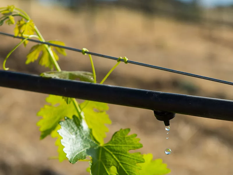 drip irrigation