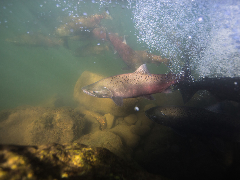 fall-run Chinook salmon DWR