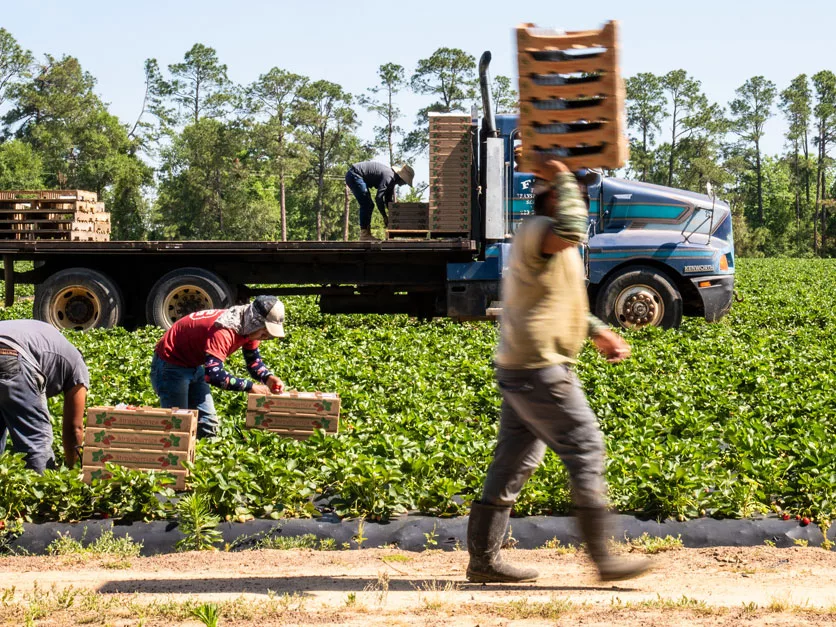 Wage theft fight targets farm labor contractors