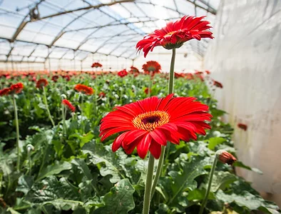 flower greenhouse