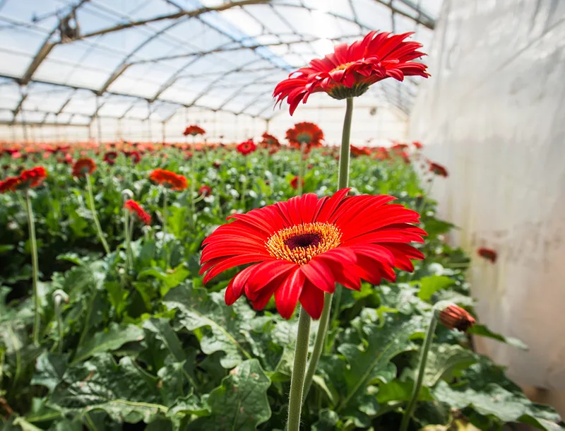 flower greenhouse