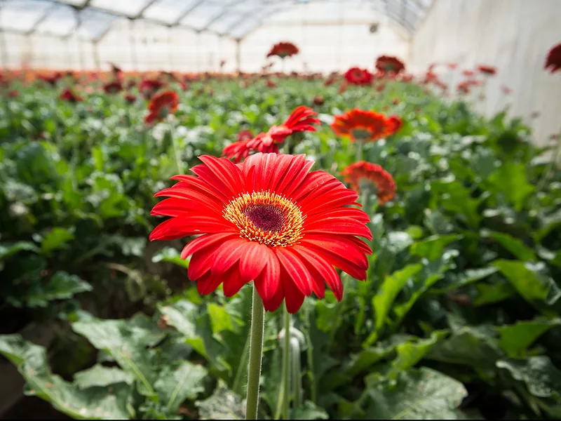 greenhouse flowers