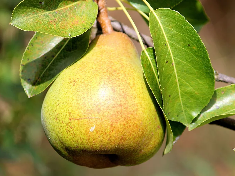 HANSBENN-PEAR-PIXABAY-APRIL-2026