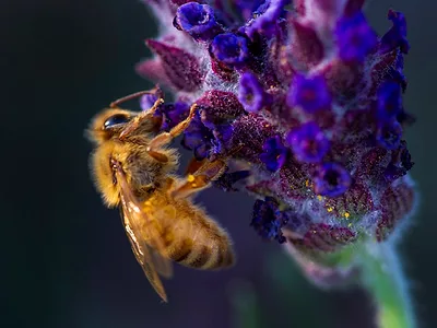 honey bee