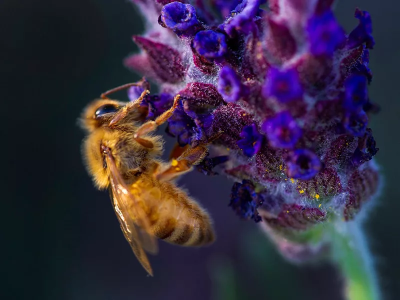 honey bee