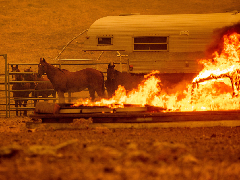 horses in fire Lairmore