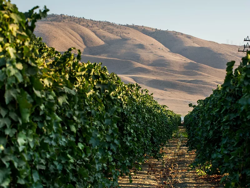Kern County vineyard