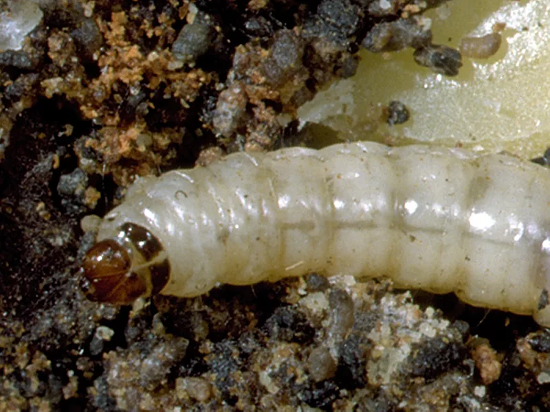 navel orangeworm