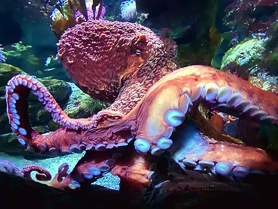 octopus in aquarium