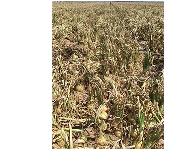 onions with downy mildew