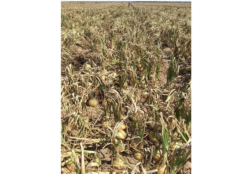 onions downy mildew