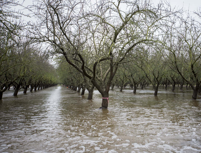 orchard flooding