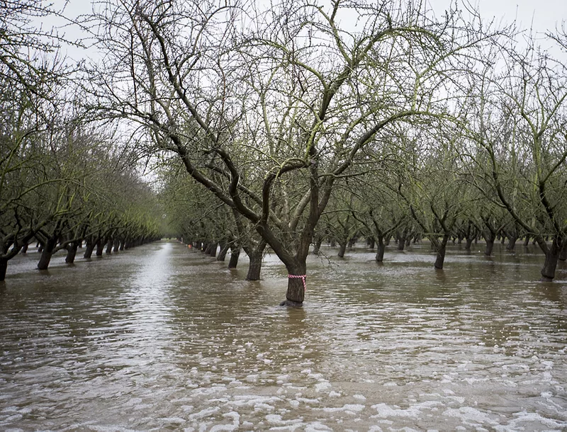 orchard flooding