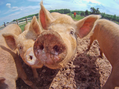 pigs on a farm USDA