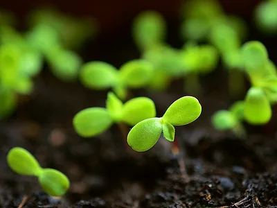 plants growing