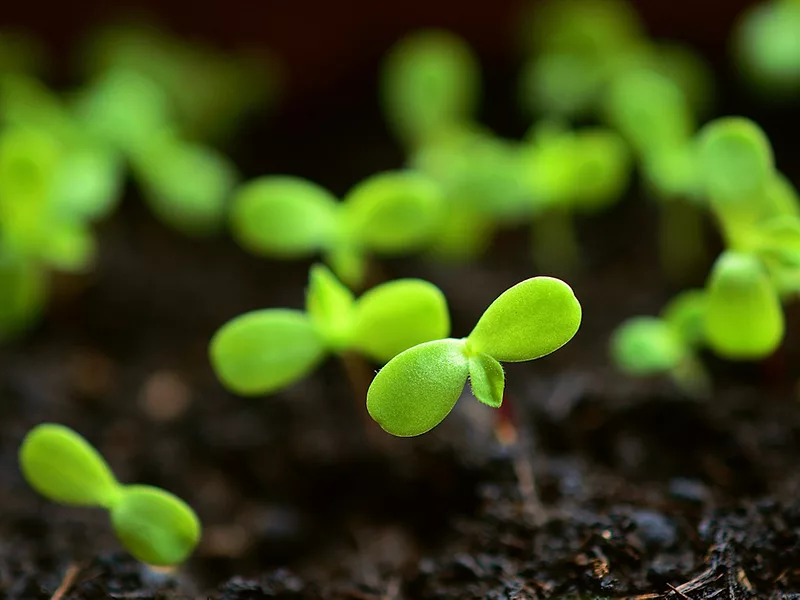 plants growing