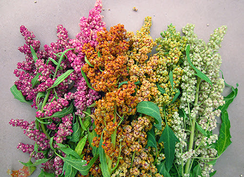 quinoa by Anna Testen.jpg