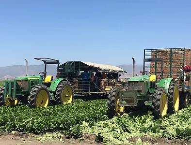 romaine harvesting