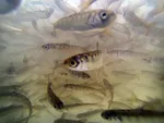 salmon Department of Water Resources