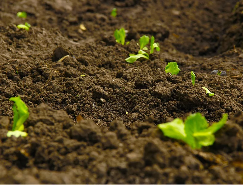soil