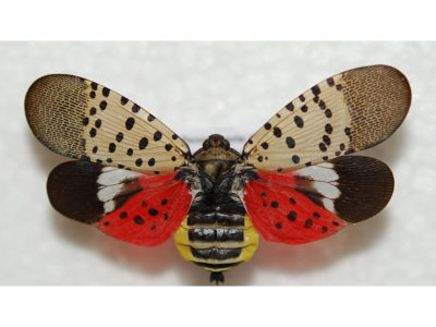 spotted-lanternfly-836x627.jpg