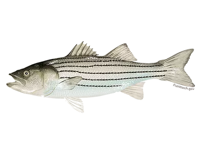 striped bass