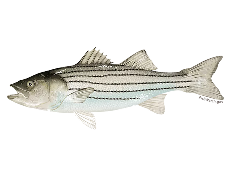 striped bass