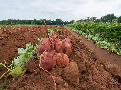 sweet potatoes