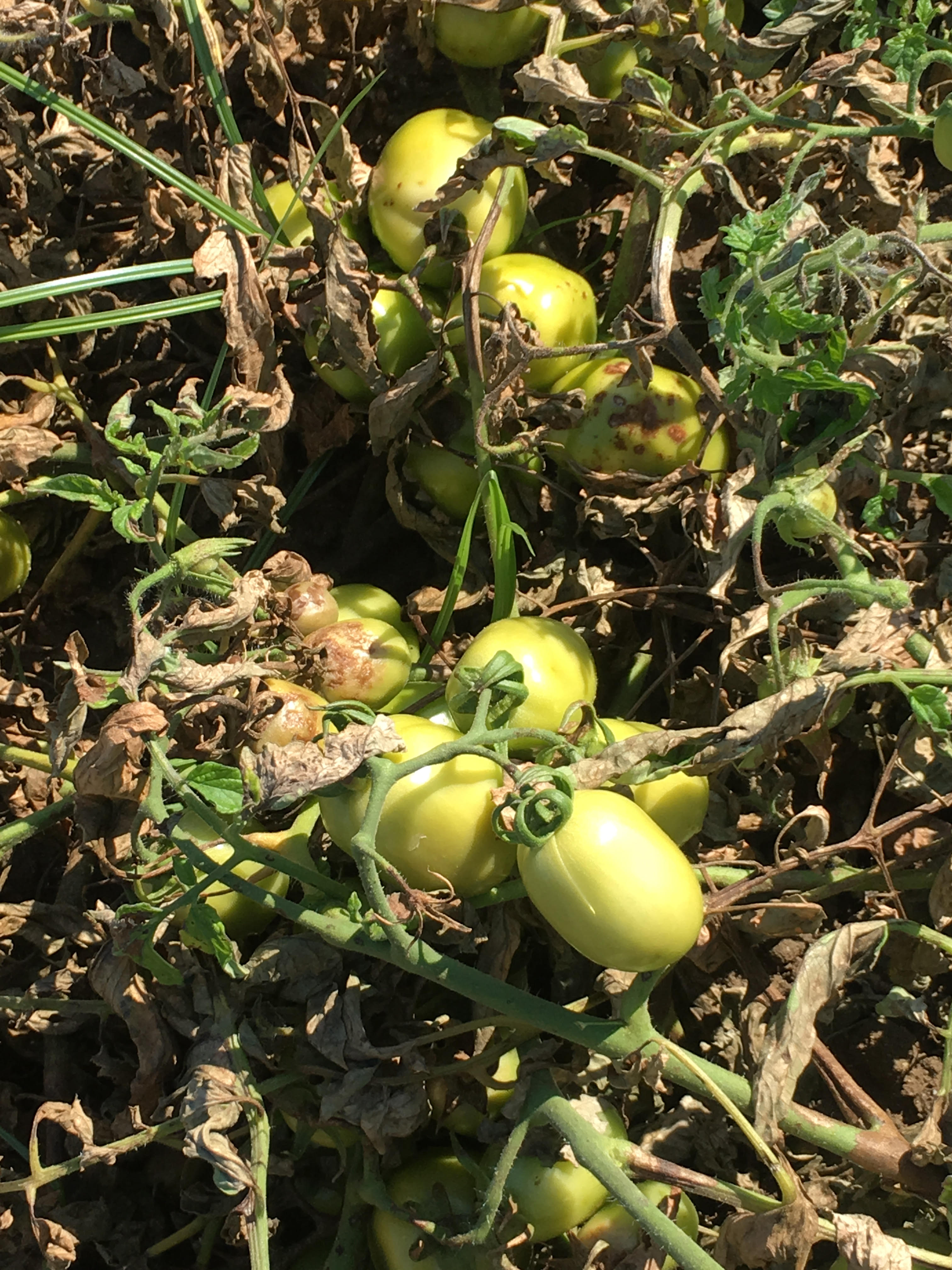 tomatoes with bacterial speck and late blight