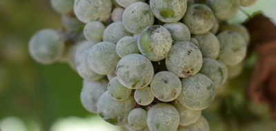 powdery mildew on grapes