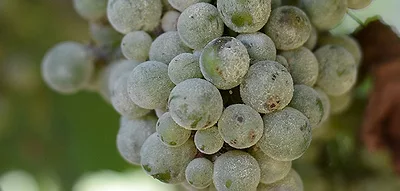 powdery mildew on grapes
