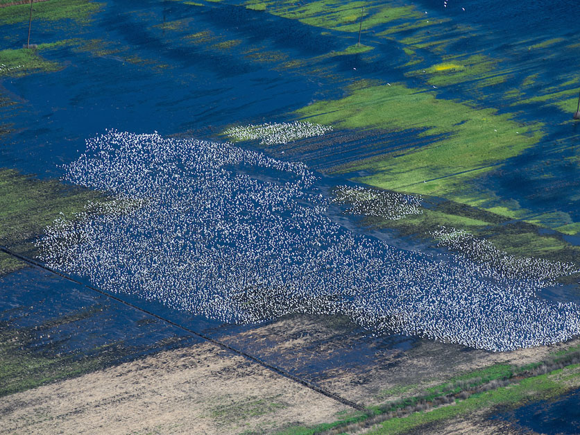 waterfowl in flooded field