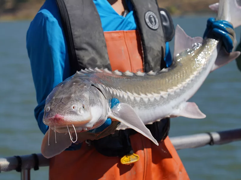 white sturgeon CDFW