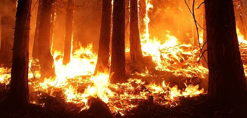 wildfire