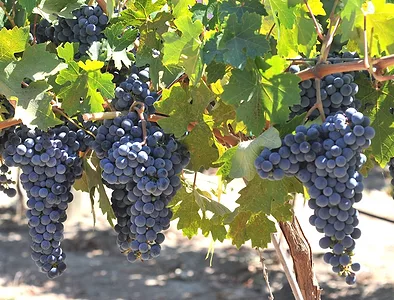wine grapes