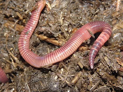 vermifiltration worm