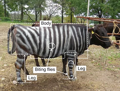 zebra cow