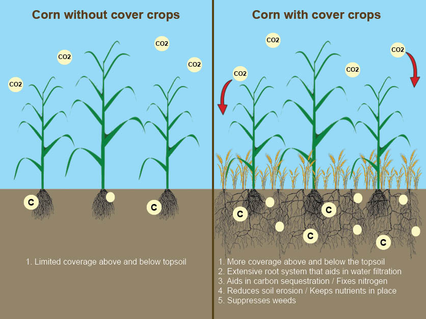 Cover Crop Graphic