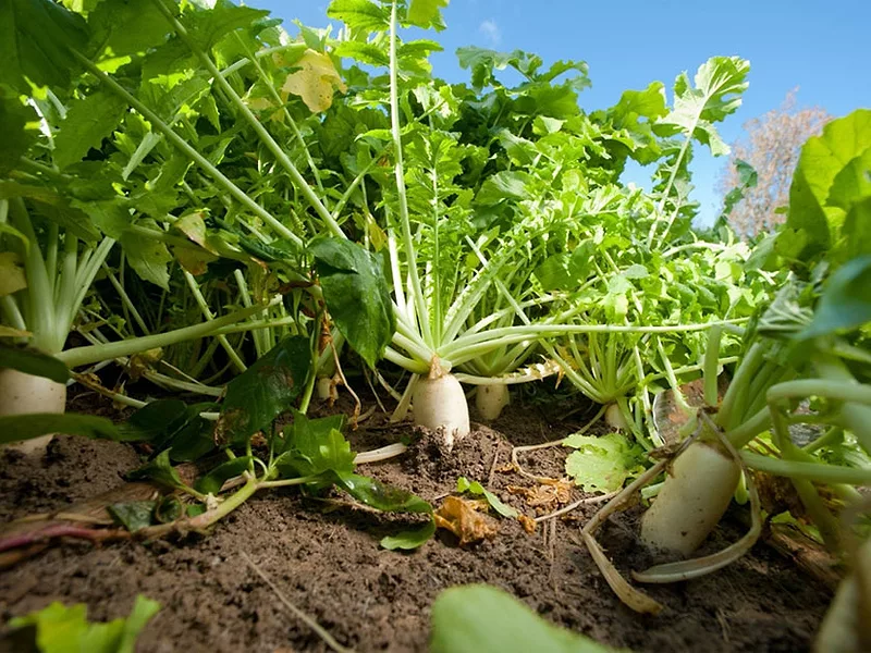 Radish cover crop