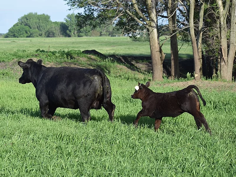 Cow calf black