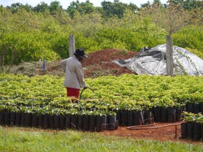 Cuban Farmer watering avocados.jpg